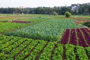 Agriculture of Goa